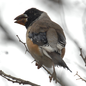 Yellow-billed Grosbeak x.jpg