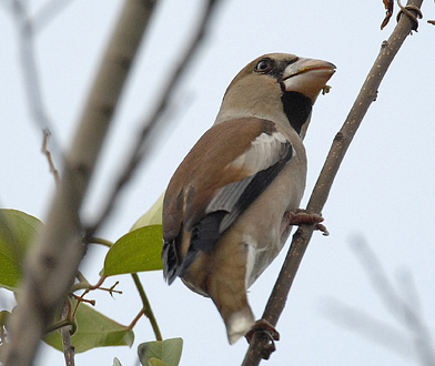 Hawfinch.jpg