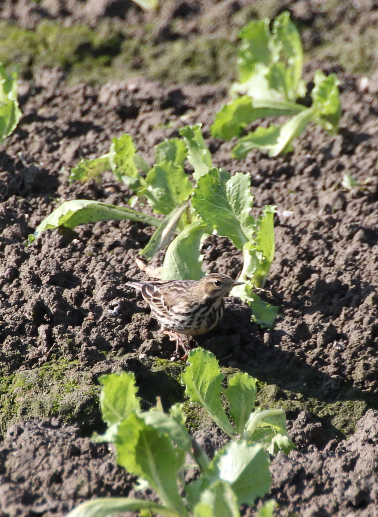 IMG_9793 pipit.jpg