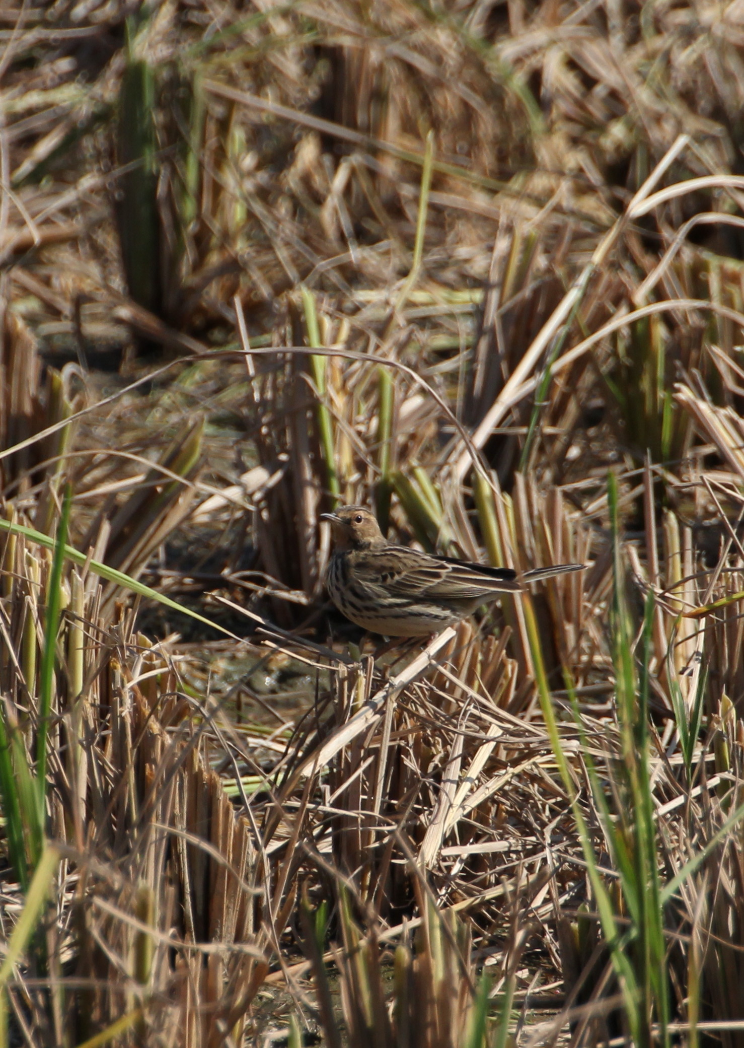 IMG_9827 pipit.jpg