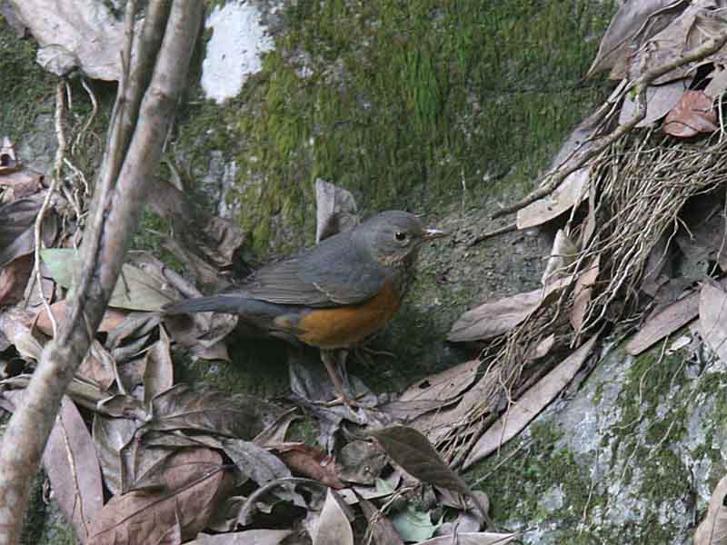 Brown-headed Thrush female.jpg