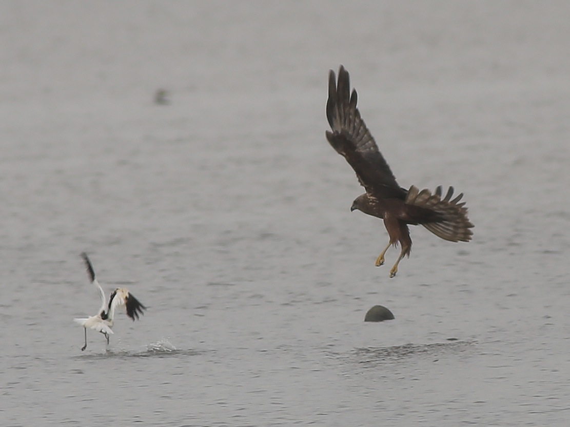 EMHchasingPiedAvocet2a.jpg