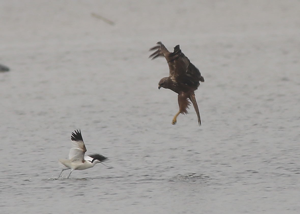 EMHchasingPiedAvocet11a.jpg