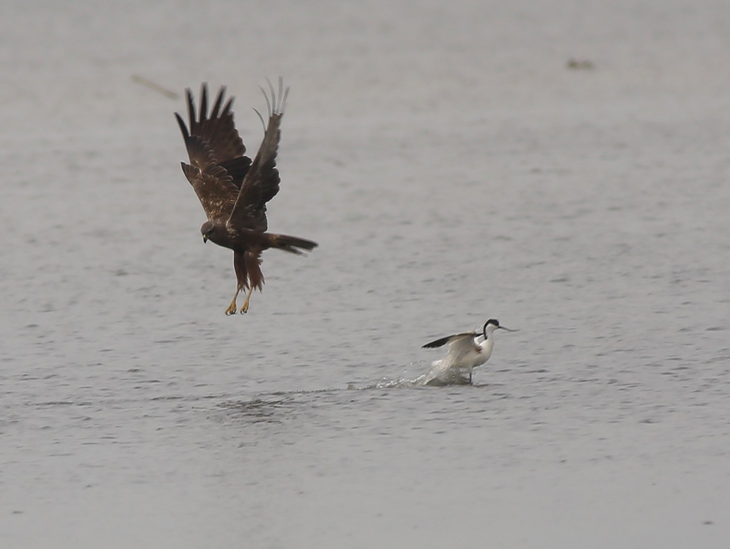 EMHchasingPiedAvocet13a.jpg