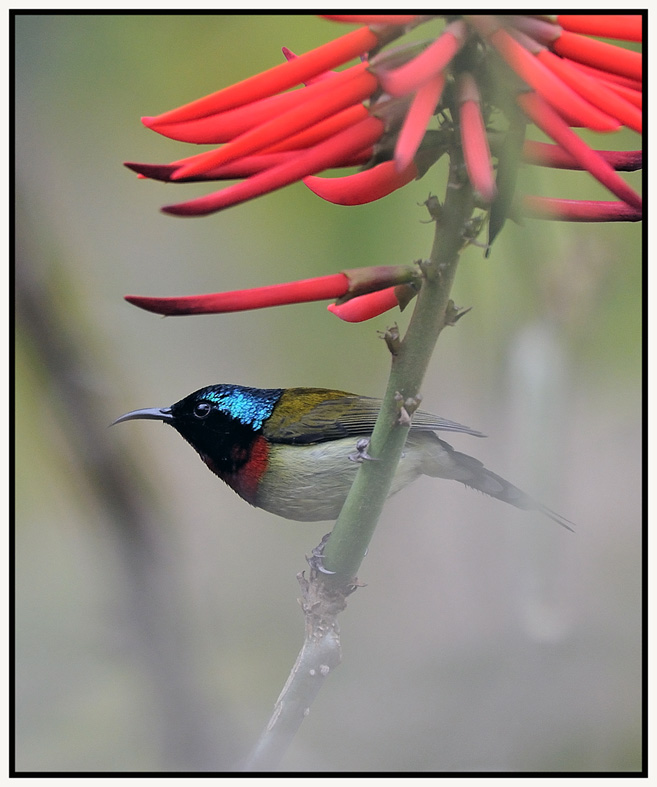 叉尾太陽鳥 (Fork-tailed Sunbird – Male).jpg