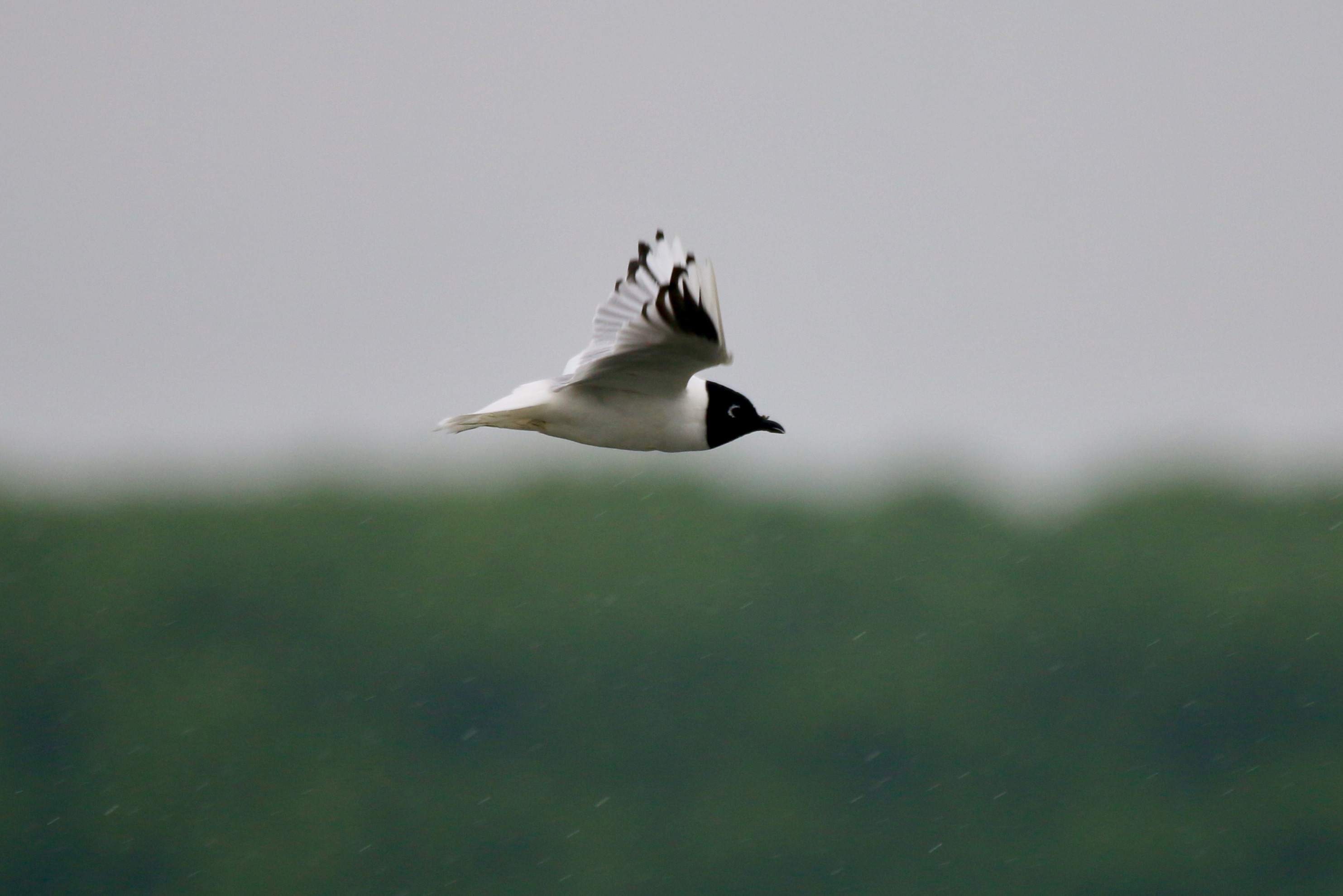 saunders's gull (larus saundersi)@mai po nature reserve 19Mar'17.jpg