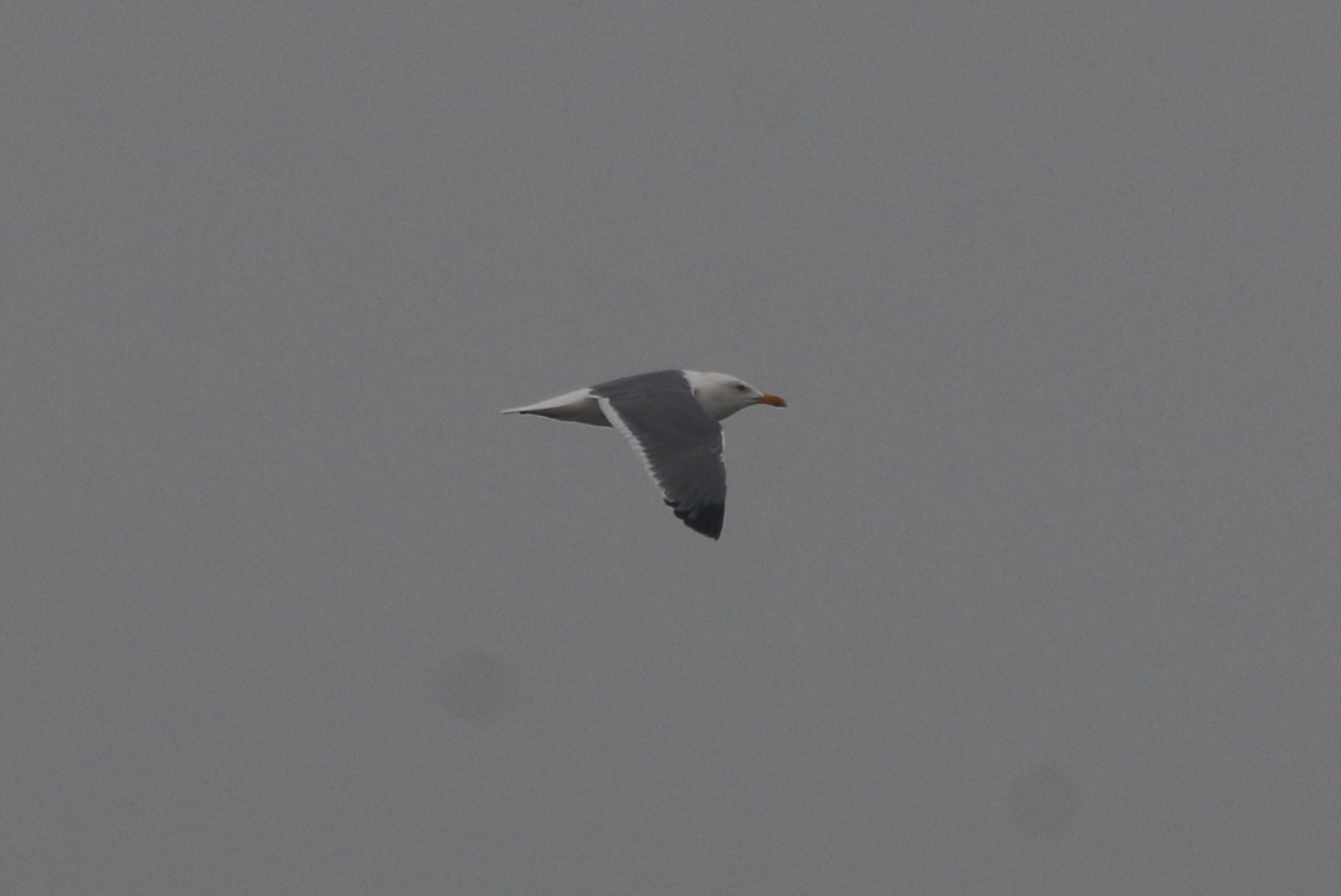 Larus sp.jpg