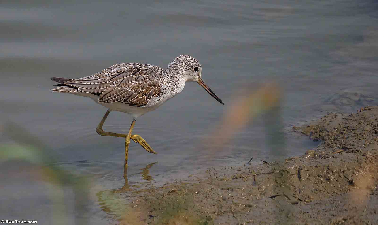 Greenshank.jpg