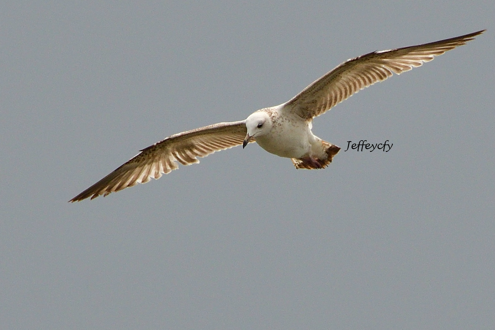 Gull 20170317 MP DSC_2260 Share.jpg