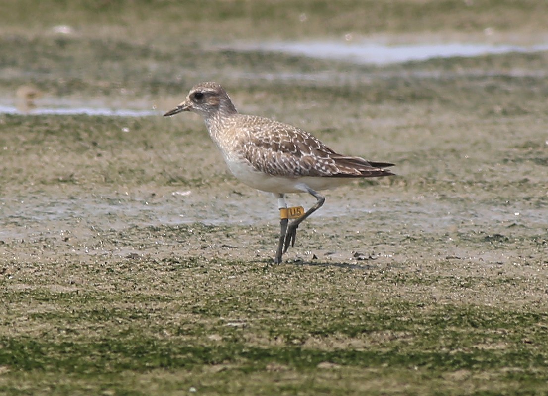 Grey Plover (U5)a.jpg