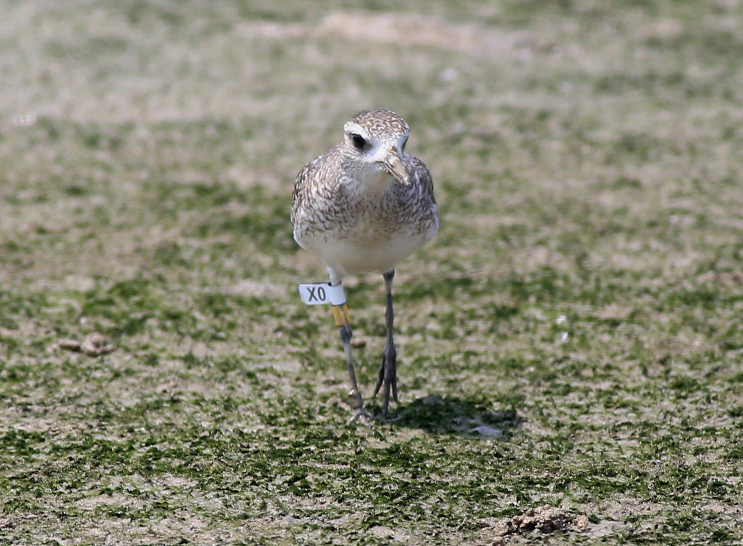 Grey Plover (X0)a.jpg