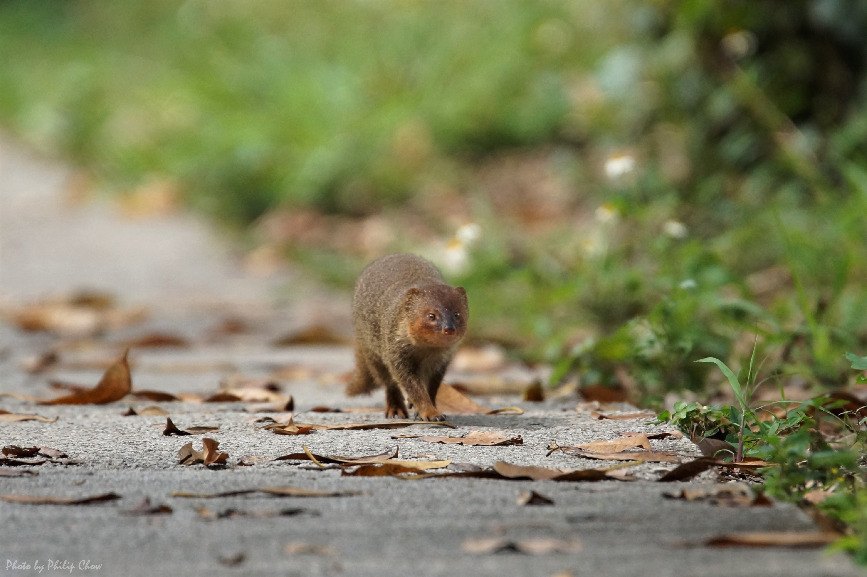 紅頰獴_Small Asian Mongoose  DSC07184rs.JPG