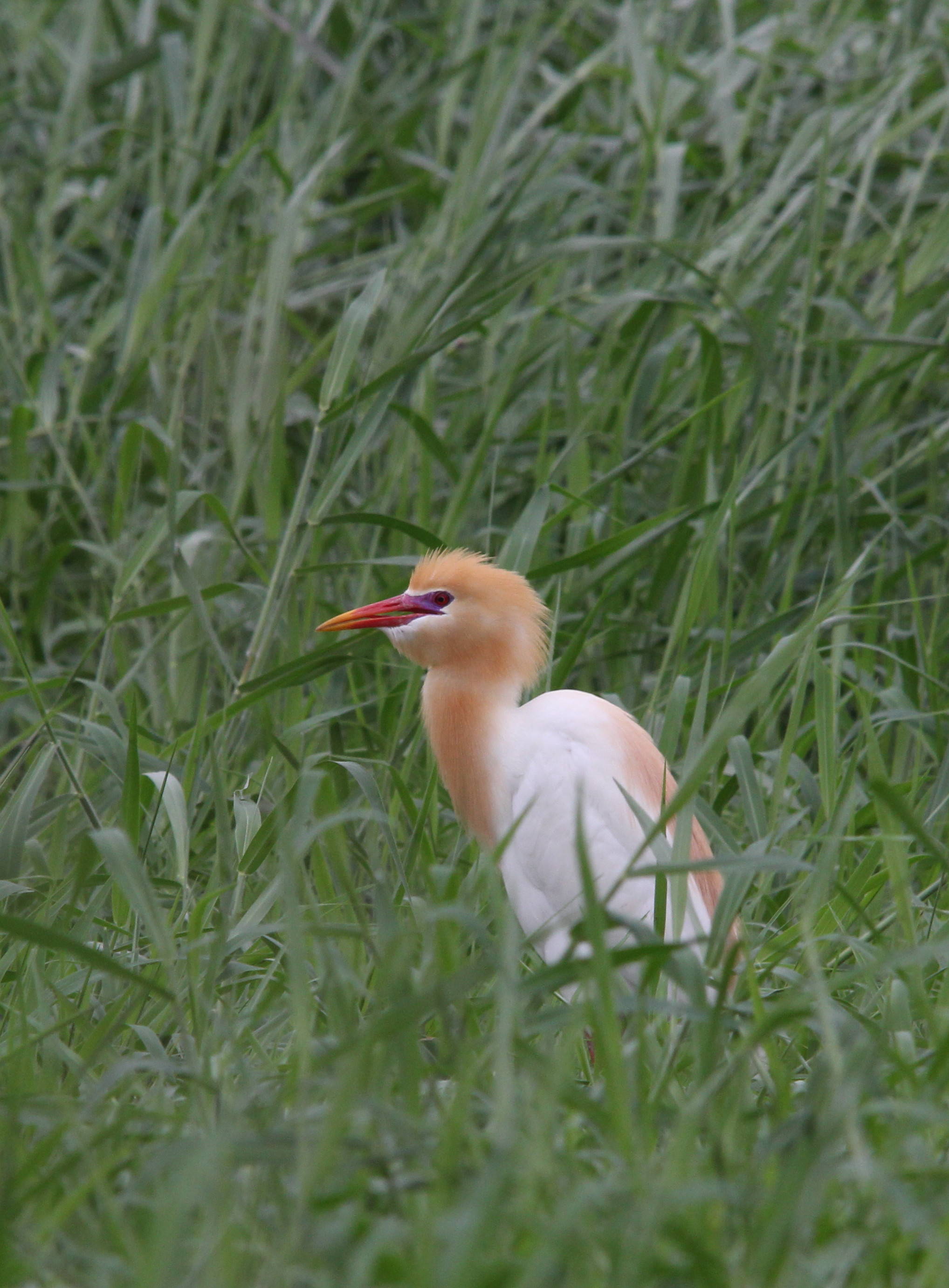 IMG_0679 Cattle Egret.jpg