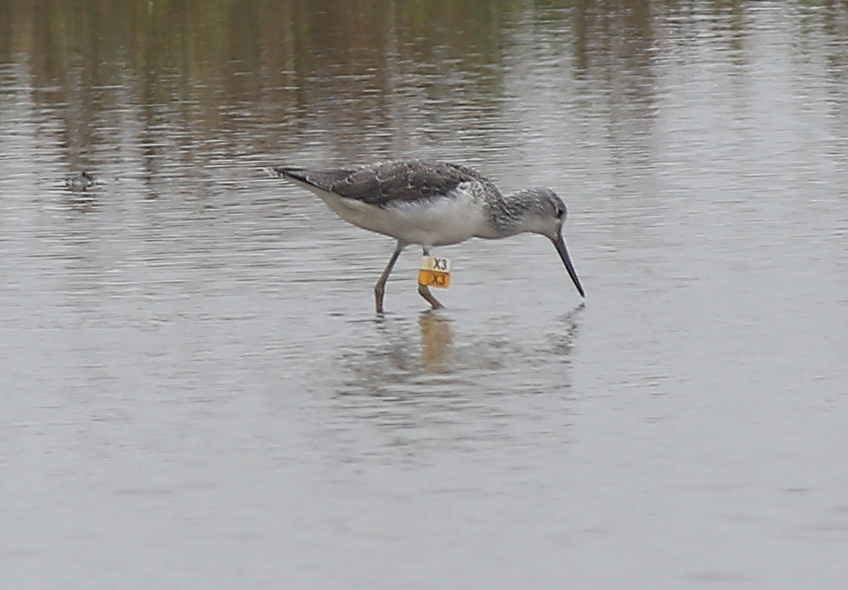 Common Greenshank X3 (1).JPG