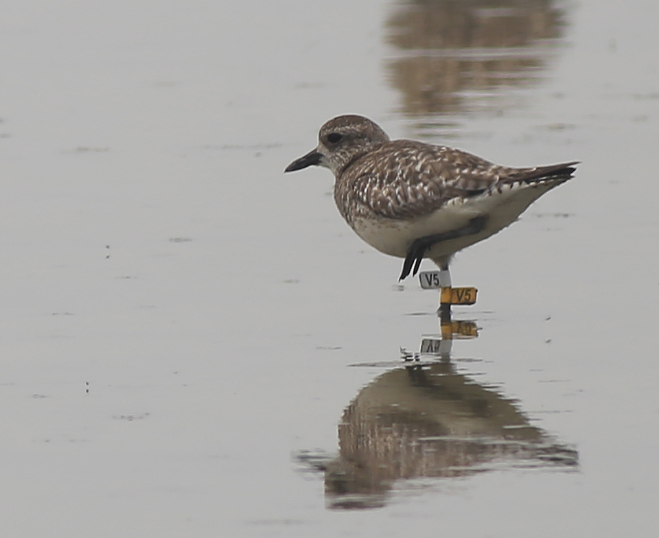 Grey Plover V5 (2).JPG