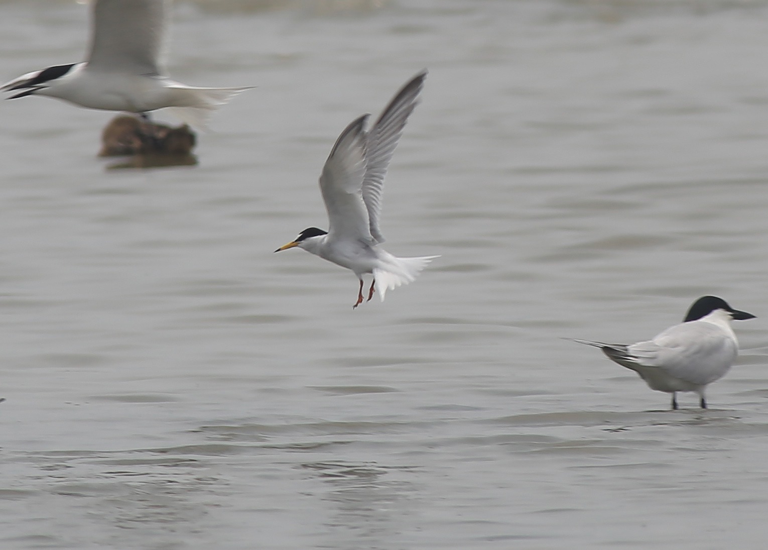 Little Tern 1a.jpg