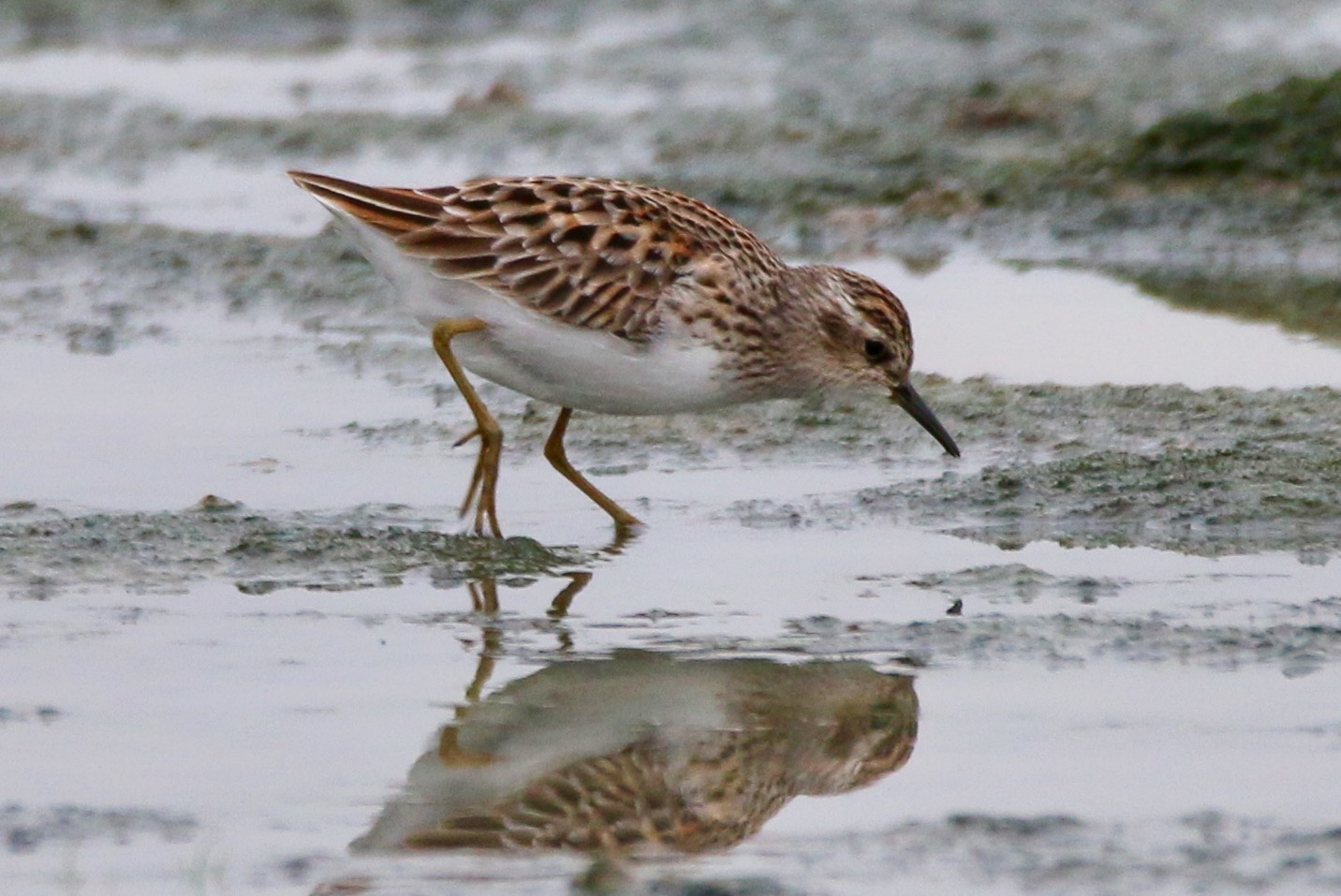 Long-toed Stint.jpg