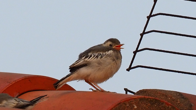 Pic02.jpg