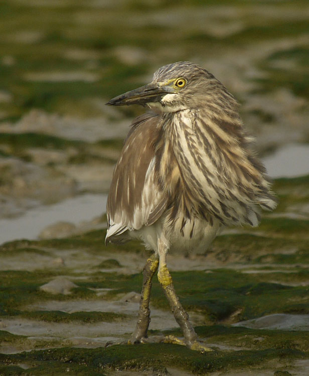 chinese pond heron G1 iso100 14mm_1050773.jpg