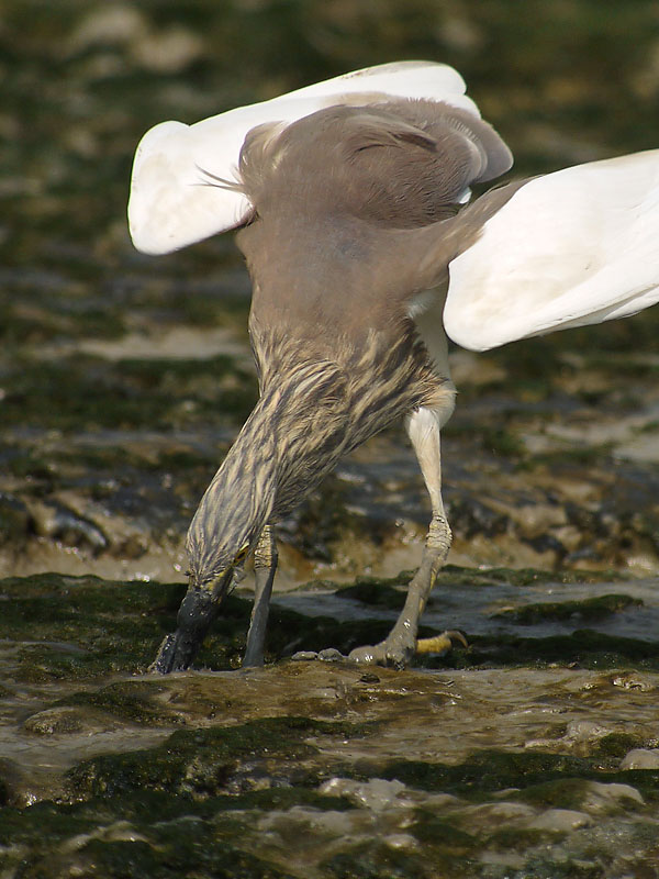 chinese pond heron feed  G1 iso100 14mm_1040948.jpg