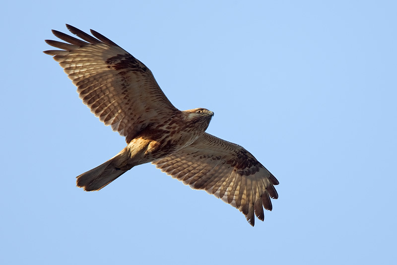 Common-buzzard-3.jpg