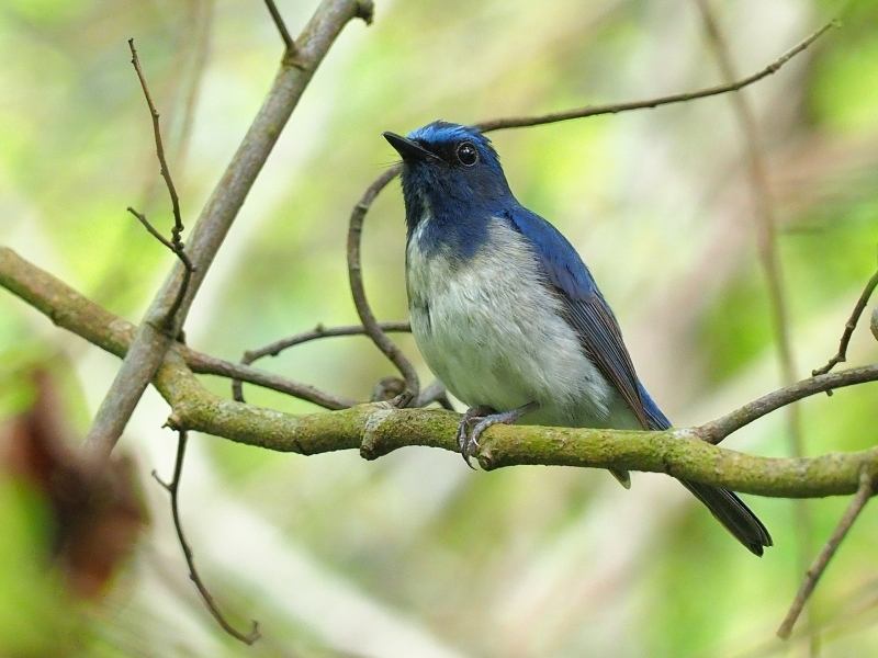 HainanBlueFlycatcher1.jpg