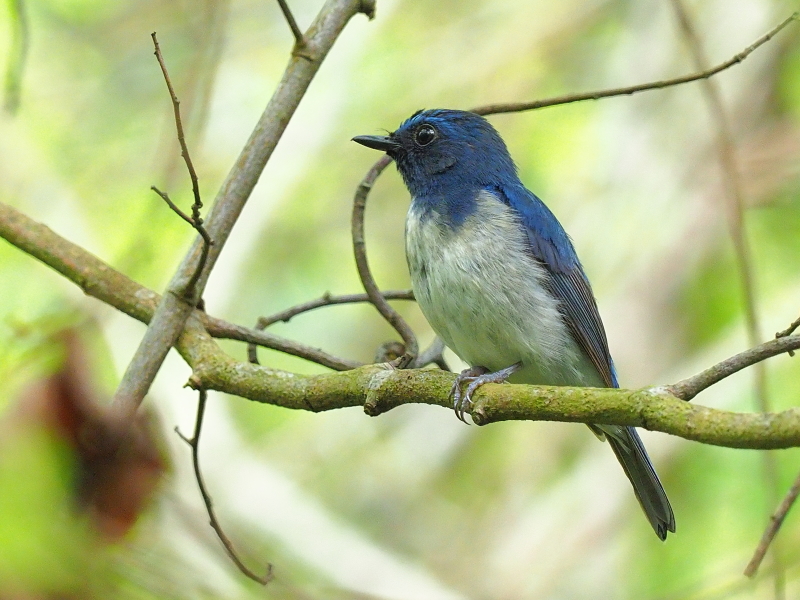 HainanBlueFlycatcher2.jpg