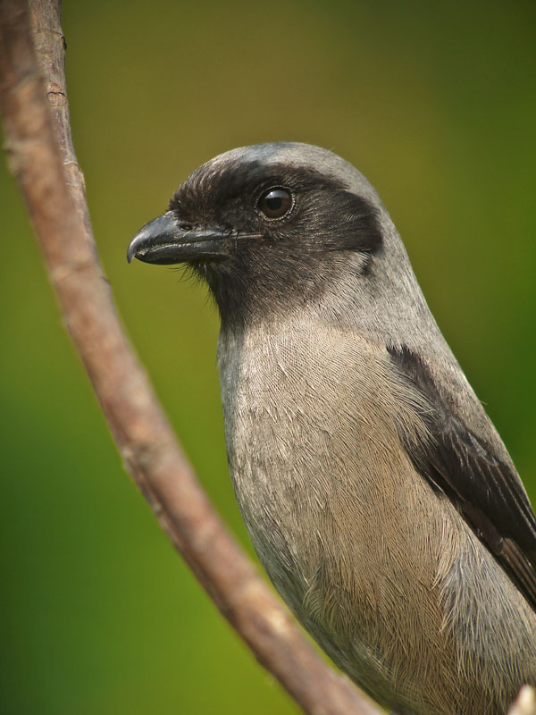 long tailed shrike G1 iso100 24mm_1070974.jpg