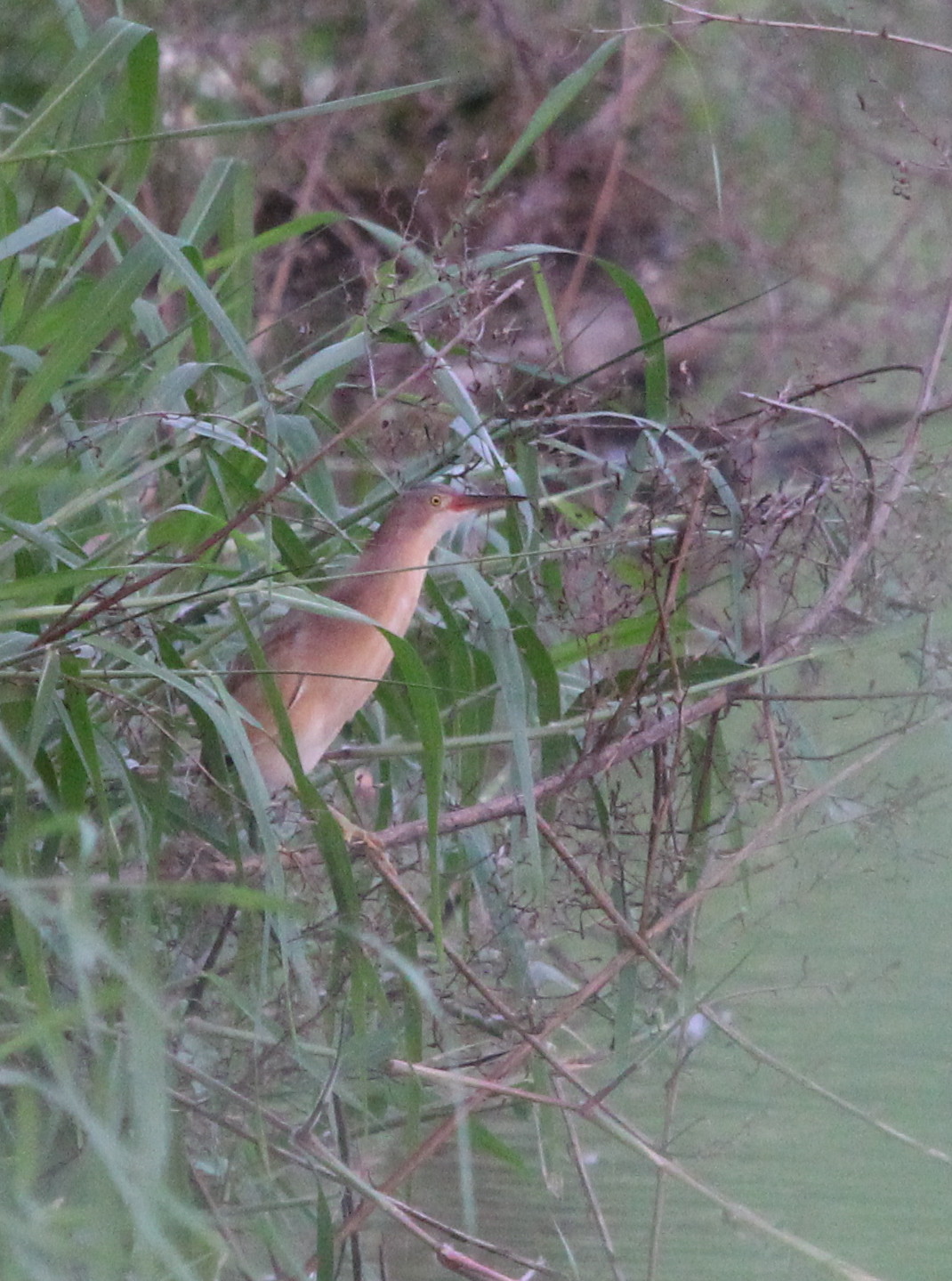 IMG_4348 Bittern.jpg