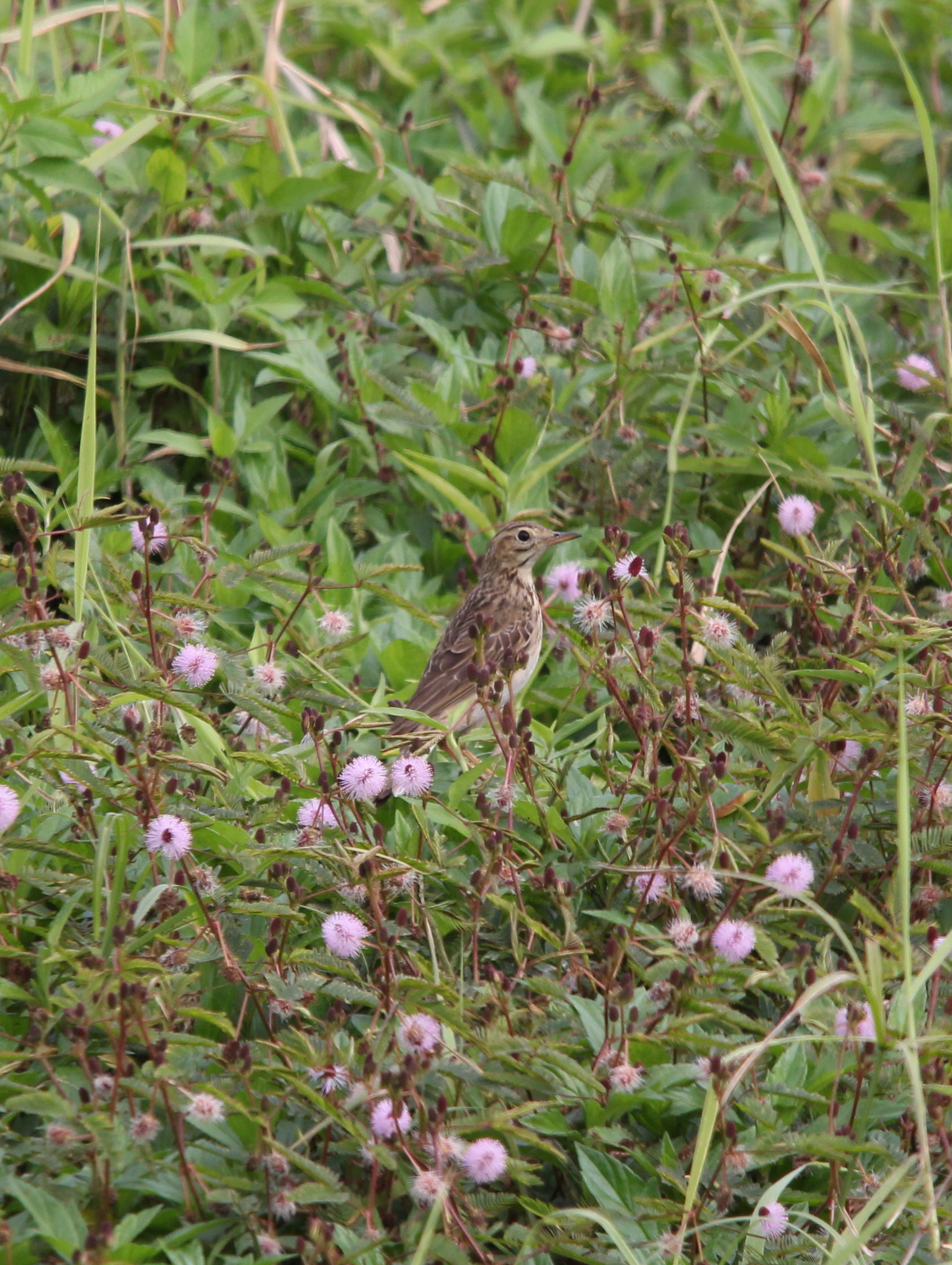 IMG_6482 Pipit.jpg