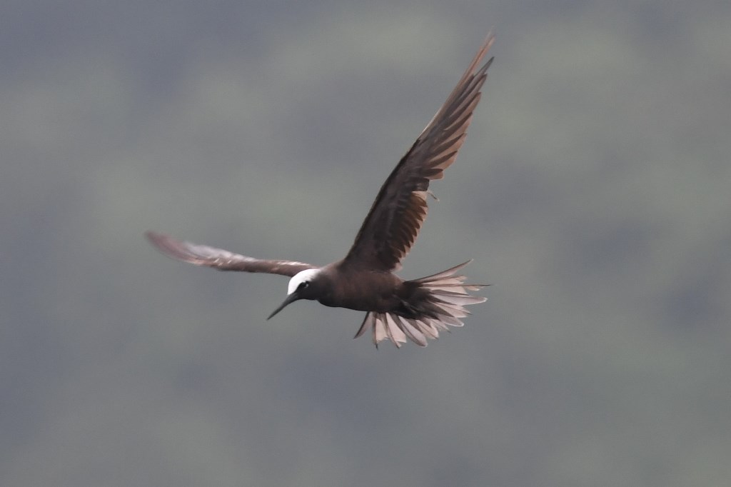 Black Noddy Flight.1.jpg