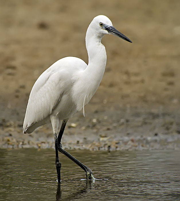 little egret G1 iso640 19mm nware_1090317.jpg