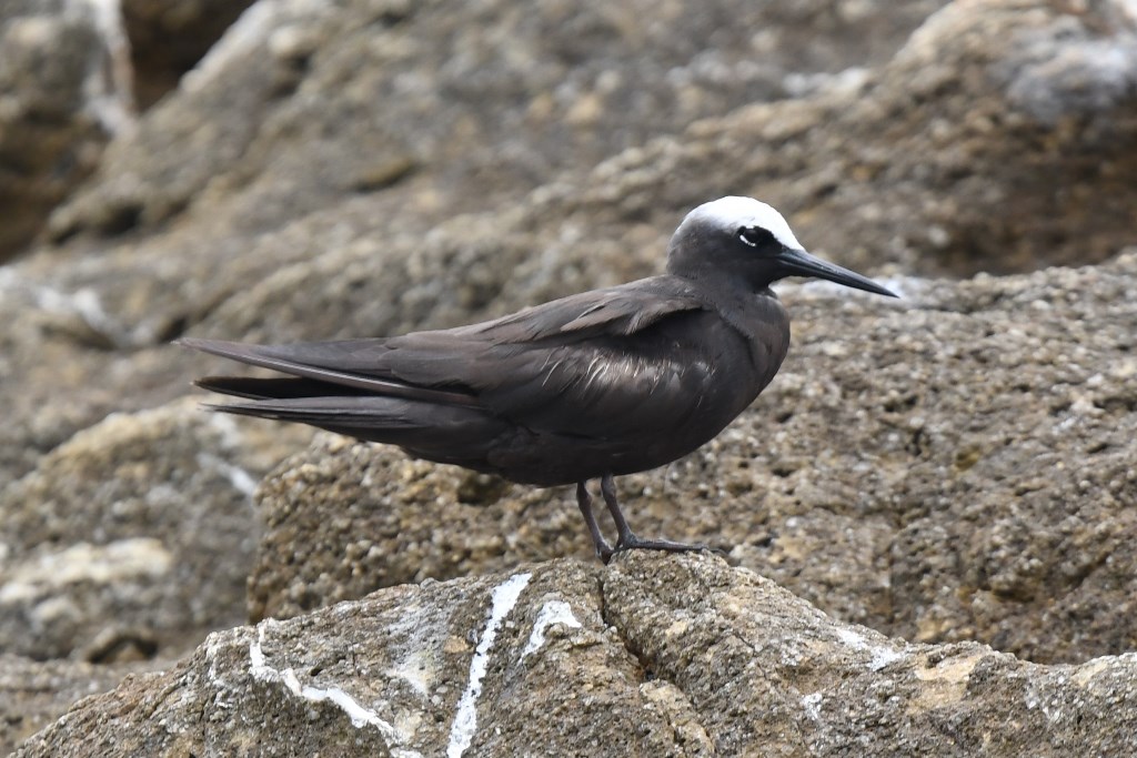 Black Noddy.8.jpg