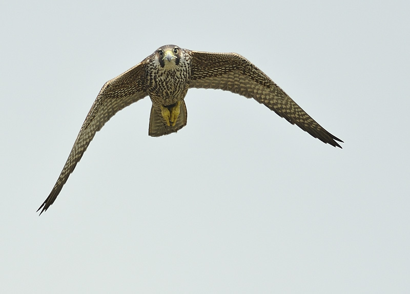 peregrine flight DSC_3383.jpg