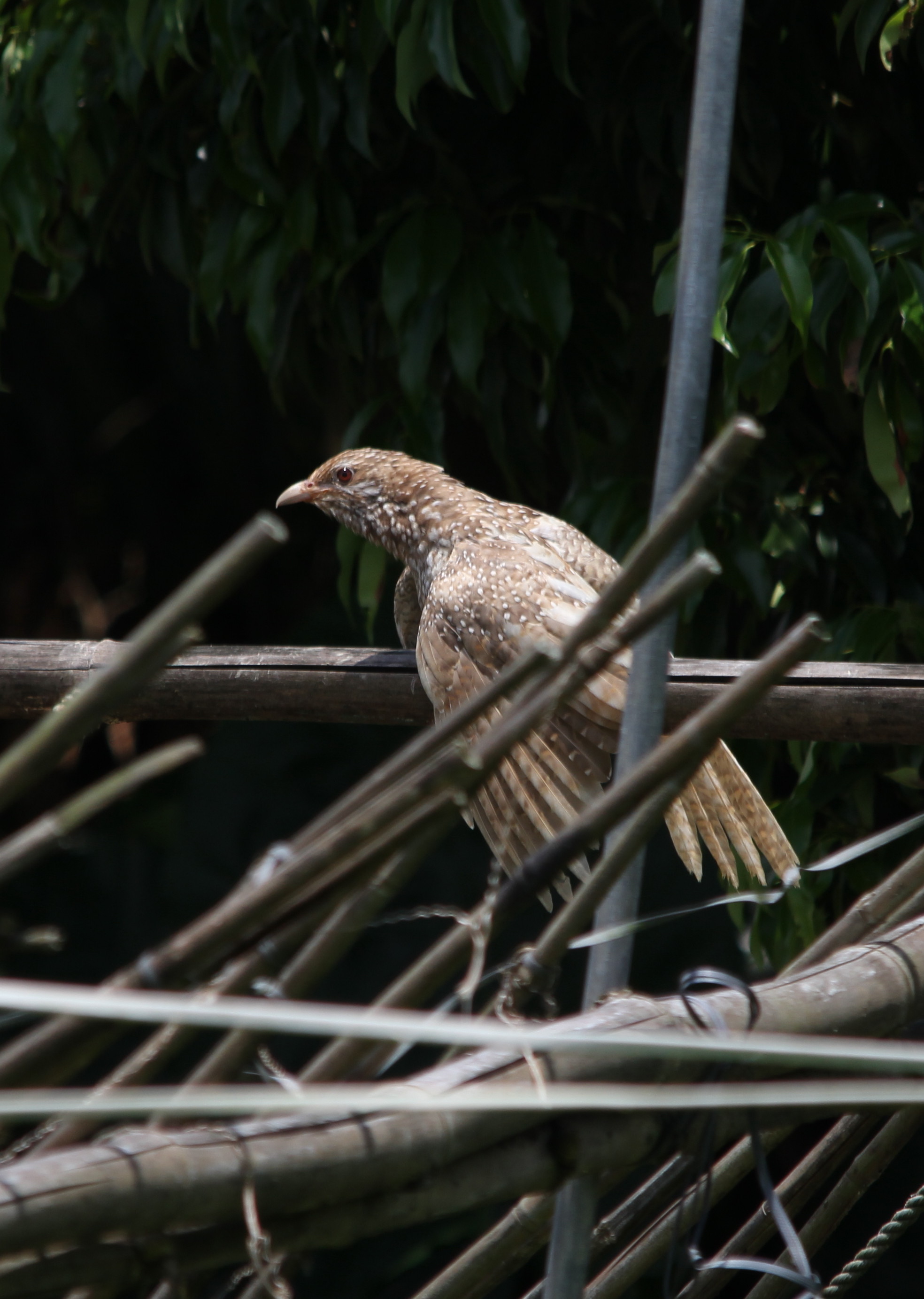 Asian Koel2.jpg