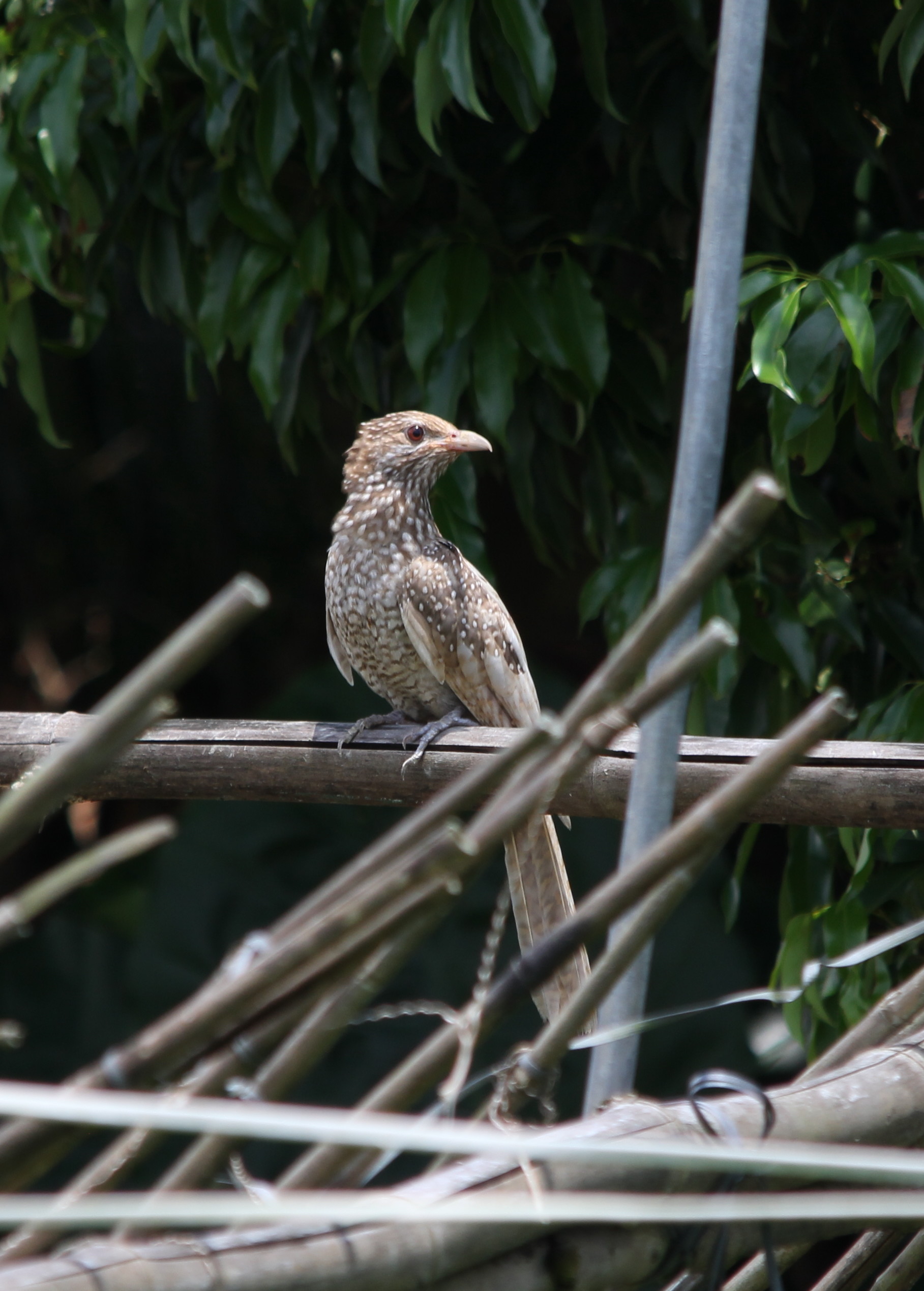 Asian Koel4.jpg