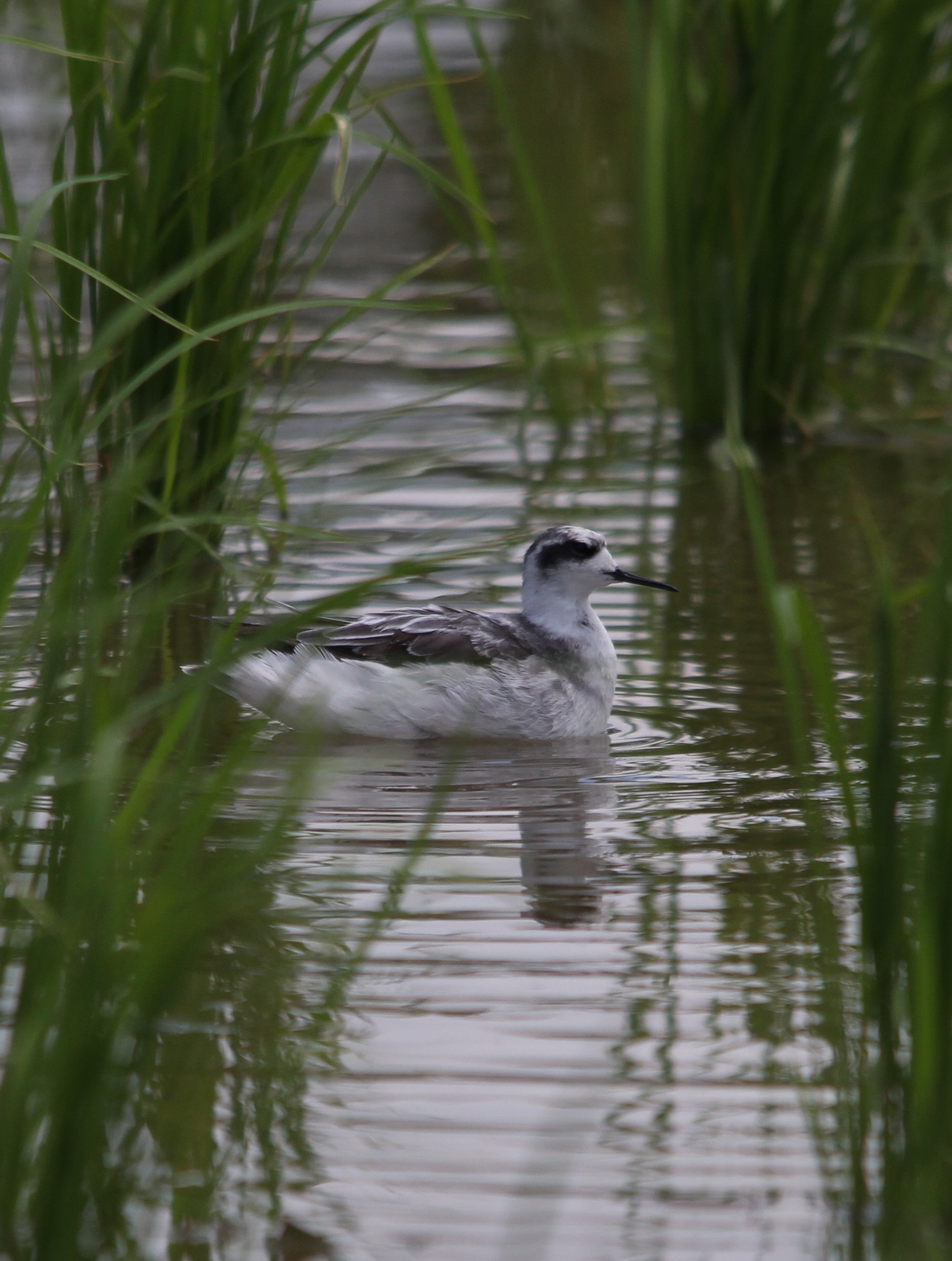 Red Necked Phalarope.jpg