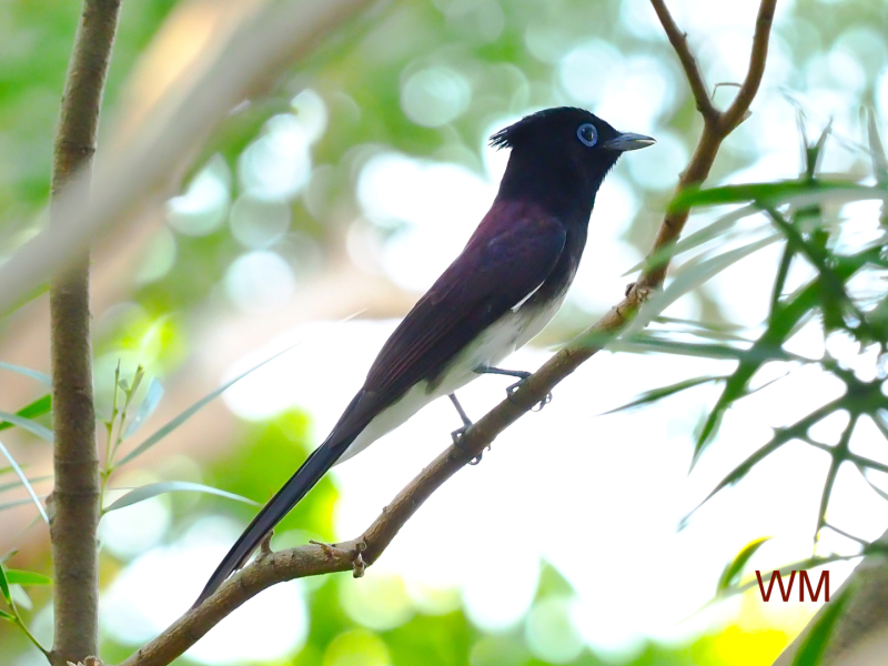 JapaneseParadiseFlycatcher1.jpg