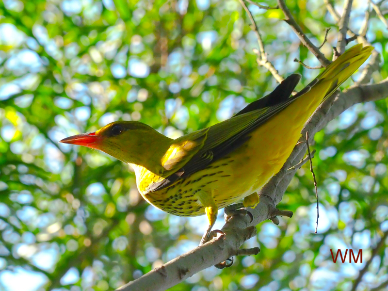 Black-naped Oriole1.jpg