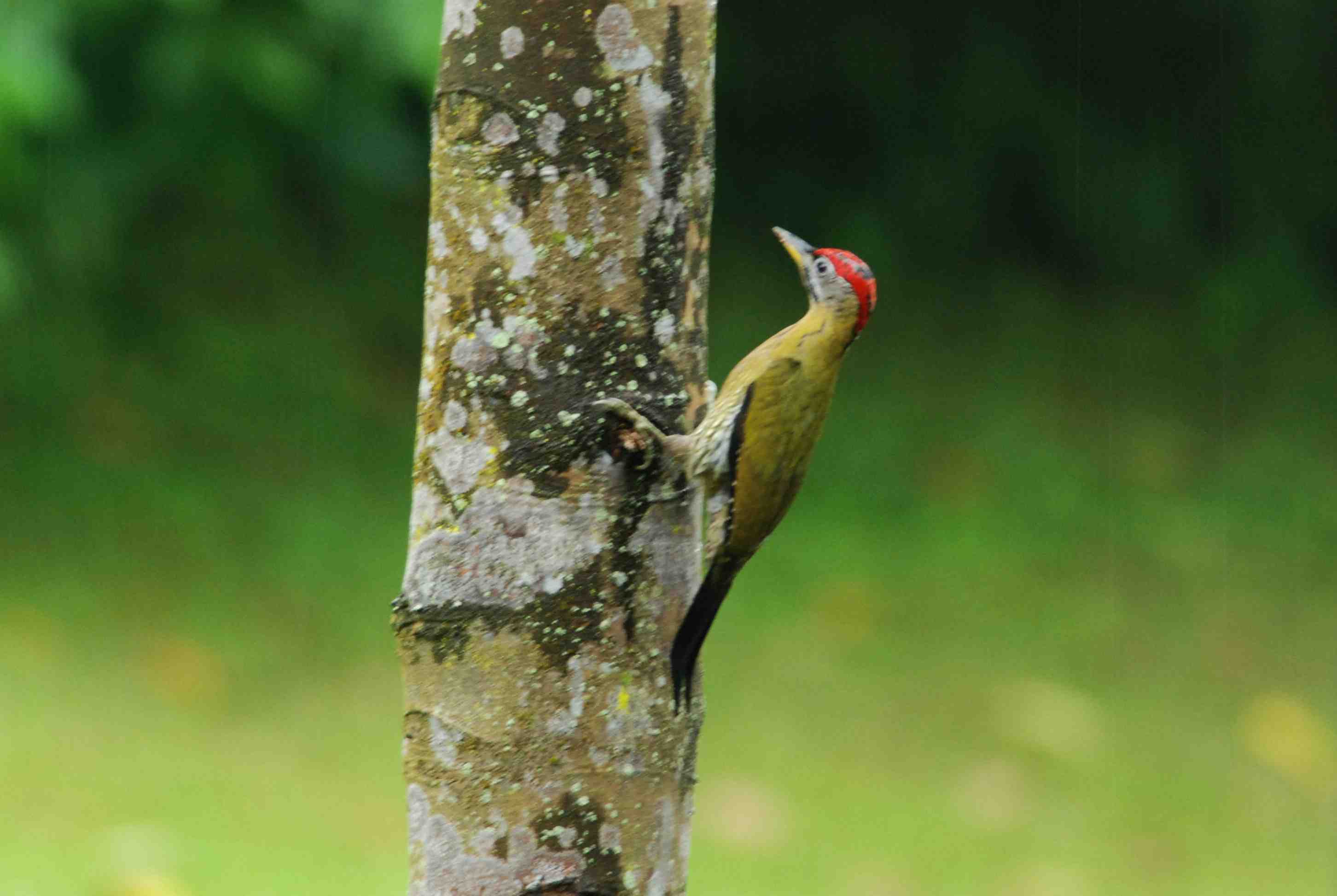 Woodpecker.jpg