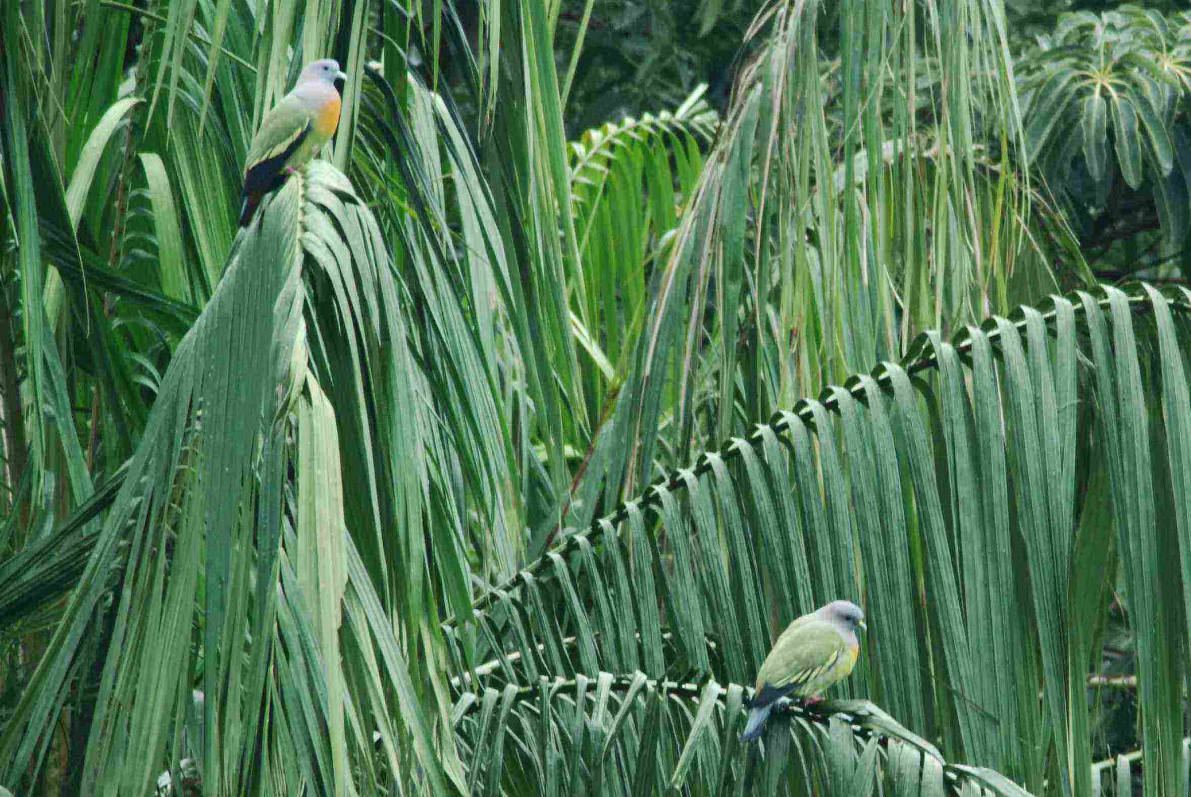 Pigeon Pink-Necked.jpg