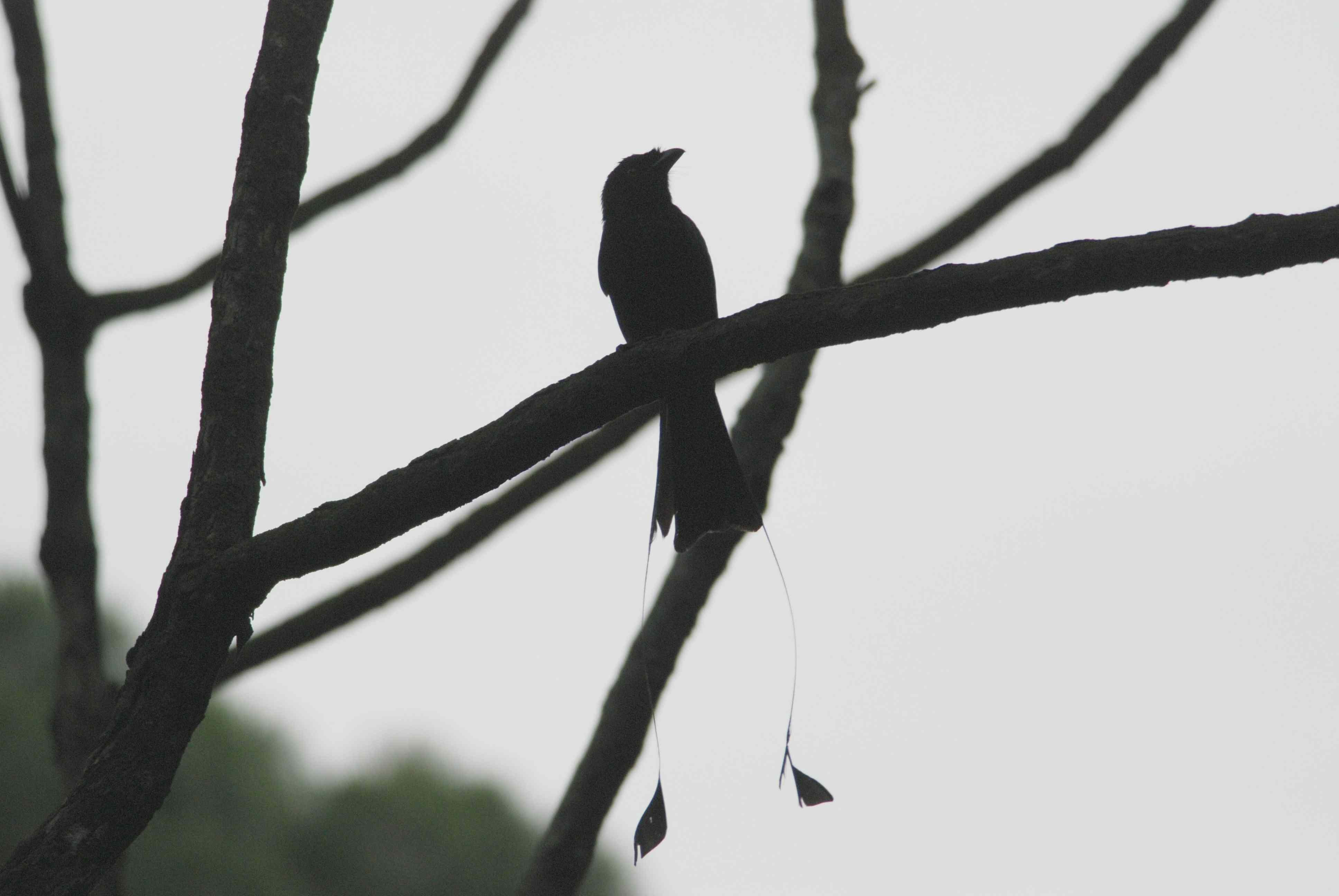 Drongo Greater Racket-Tailed.jpg