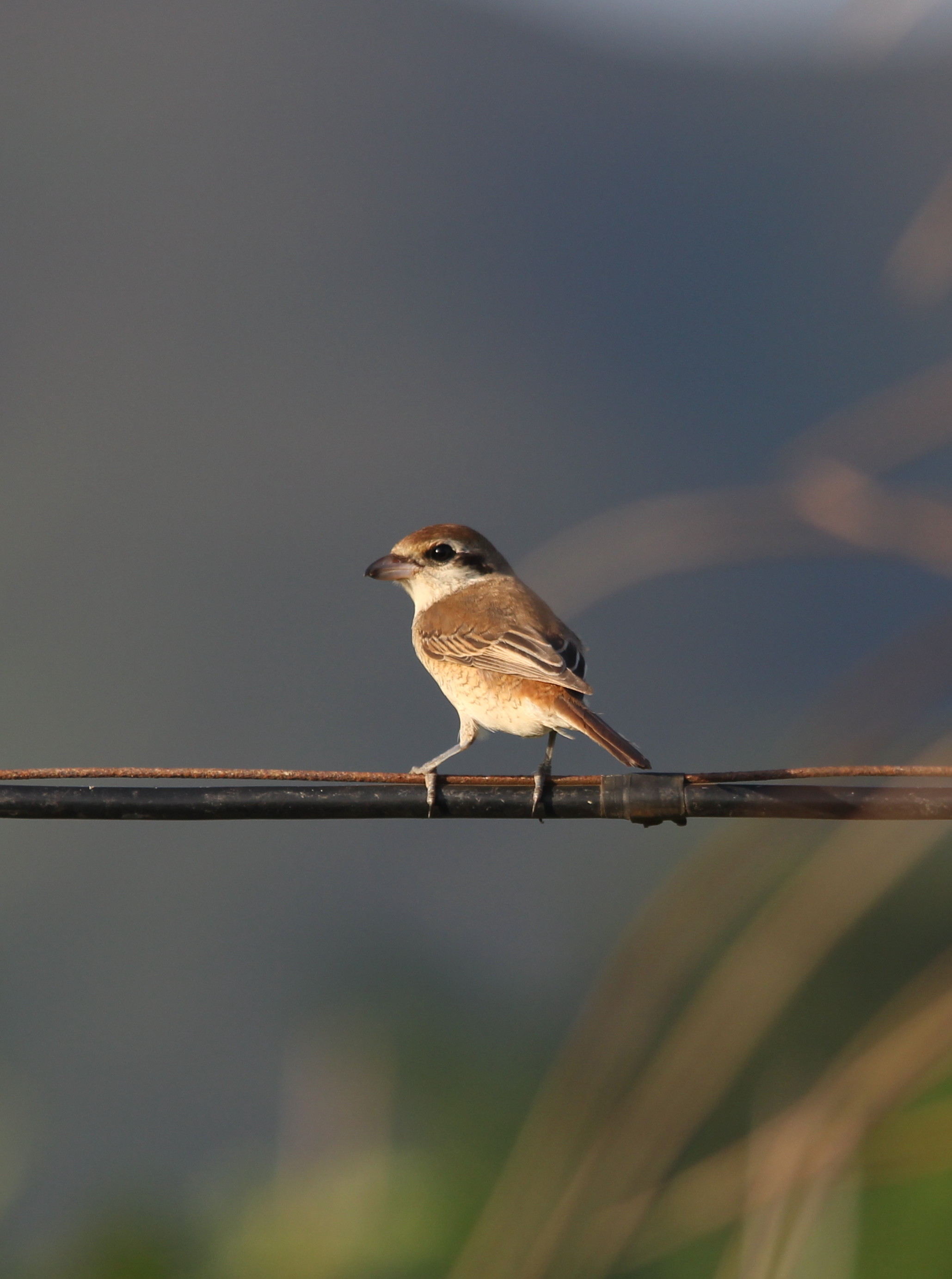 IMG_9837 Bull-headed Shrike.jpg