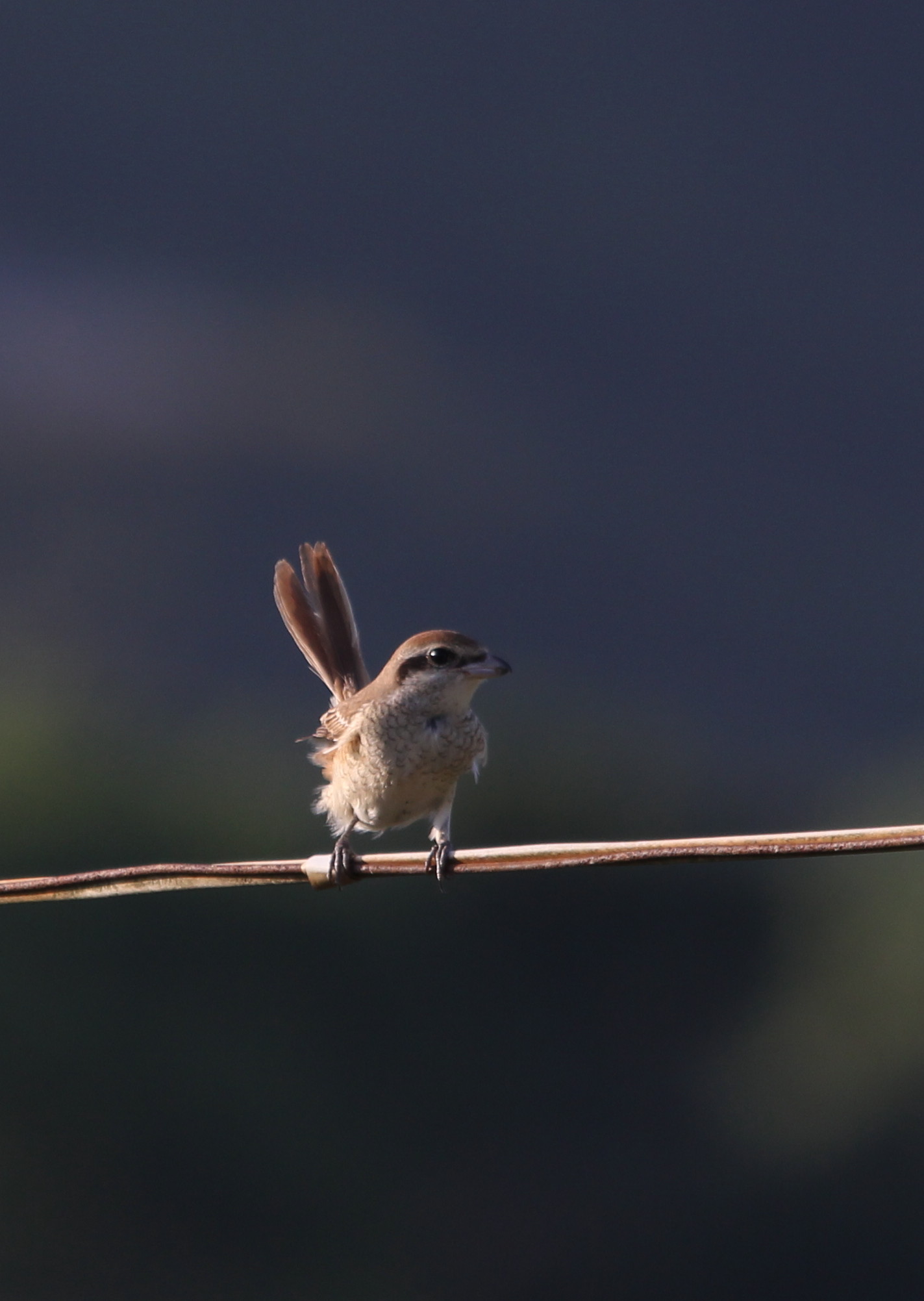 IMG_9844 Bull-headed Shrike.jpg