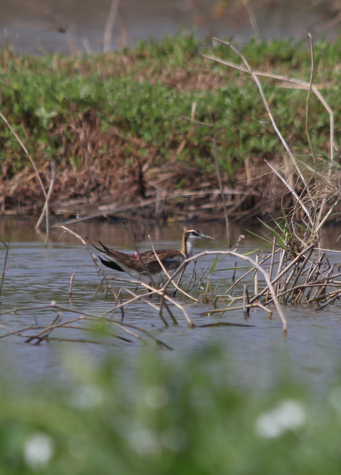 IMG_0343 Pheasant-tailed Jacana.jpg