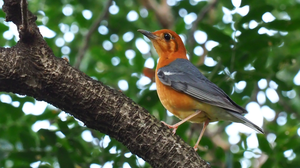 Orange-Headed Thrush.jpg