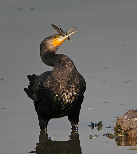 great cormorants.feather DSCN9619.jpg