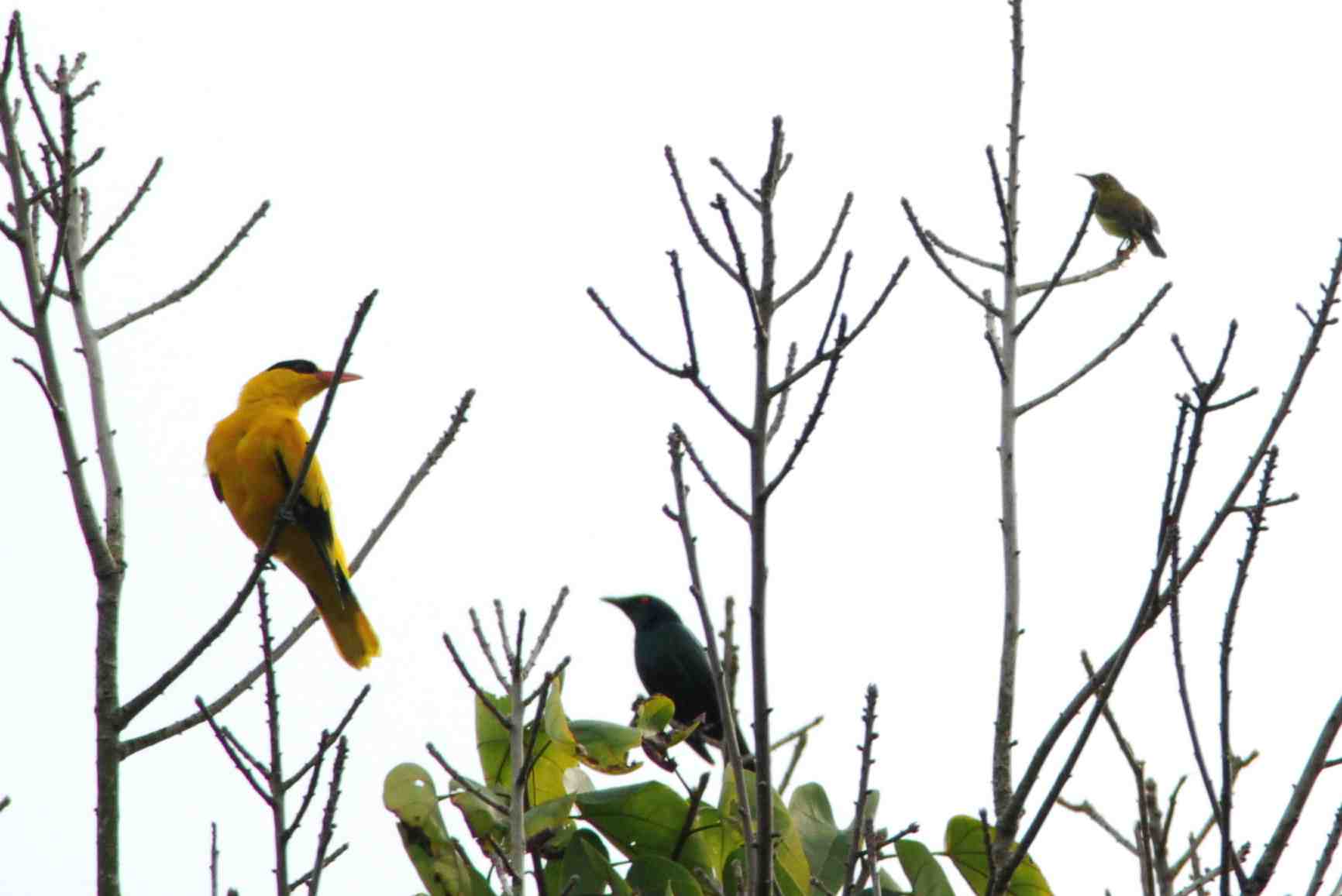 Black Naped Oriole.jpg