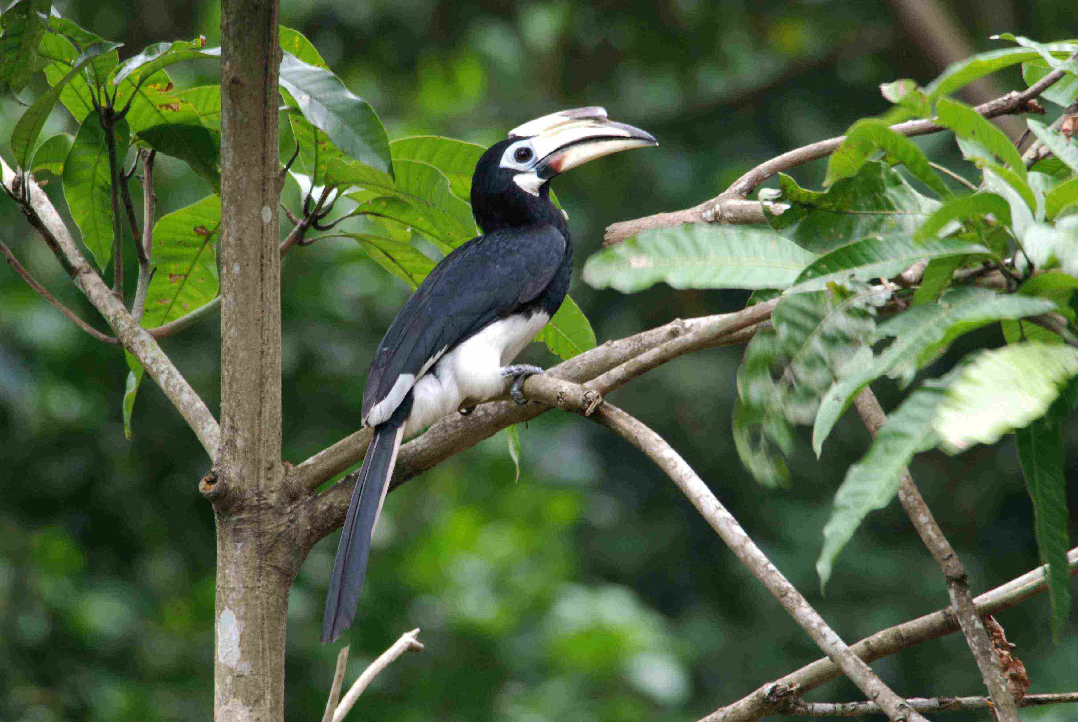 Oriental Pied Hornbill.jpg