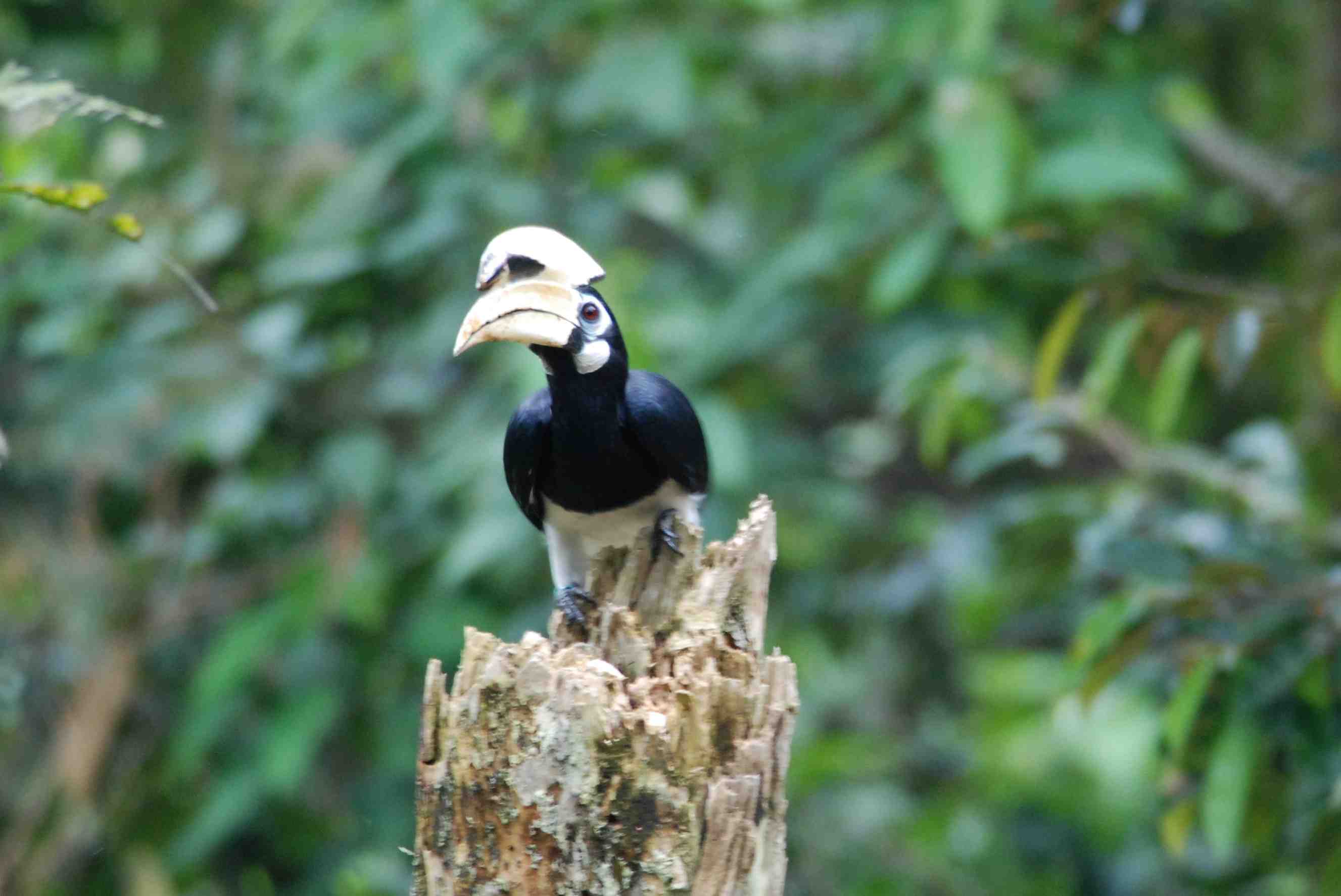 Oriental Pied Hornbill 2.jpg